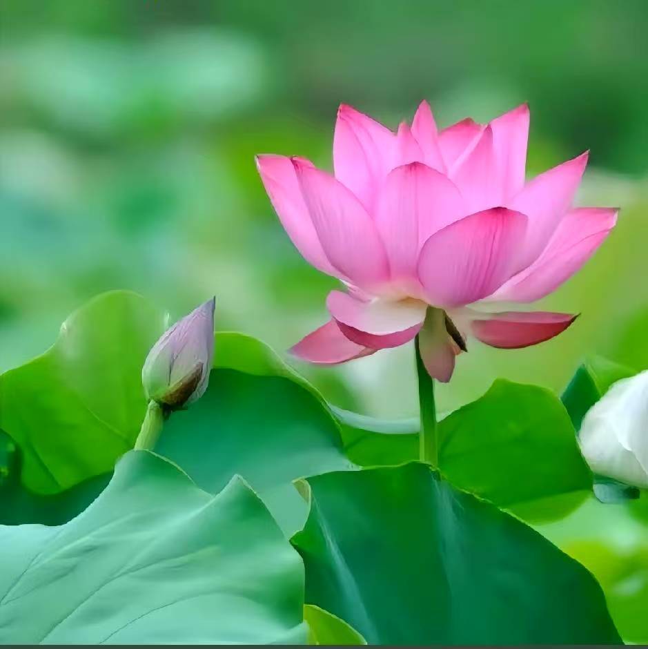 全网各种项目咨询，渠道提供！-智阁云官网